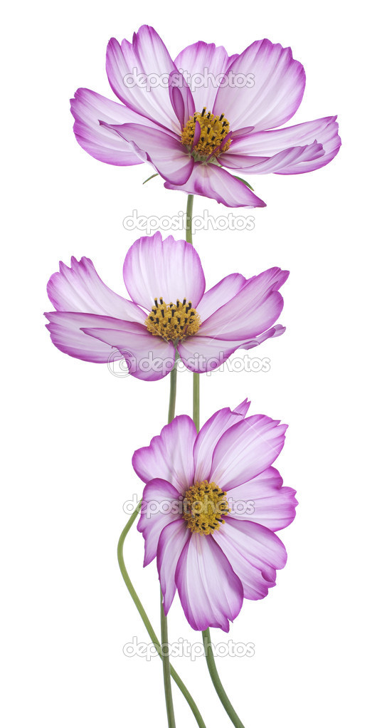 宇宙花 图库照片 C Vilor 宇宙花 图库照片 C Vilor