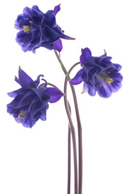 Columbine