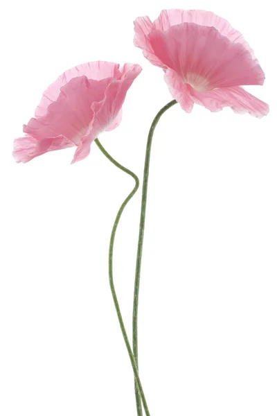 Poppy — Stock Photo, Image