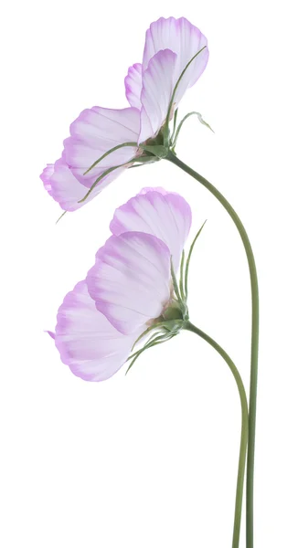 Kosmos blomma — Stockfoto