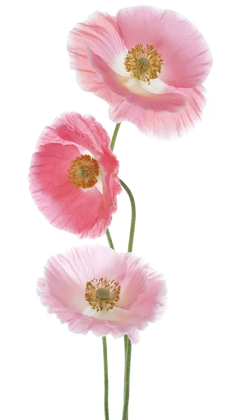 Papaver — Stockfoto