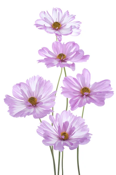 Cosmos flower — Stock Photo, Image