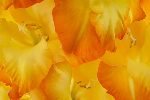 Gladiolus — Stockfoto