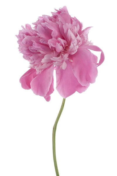 Peony — Stock Photo, Image