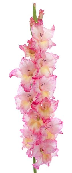 Gladiolus - Stock-foto