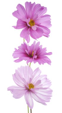 Cosmos çiçek