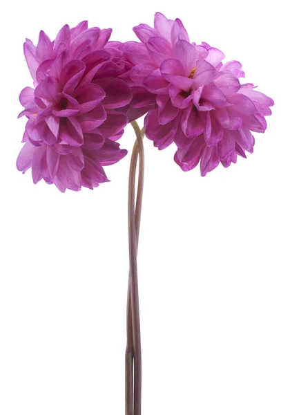 Dahlia — Stock Photo, Image