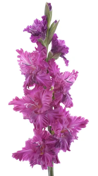 Gladiolus — Stock Photo, Image