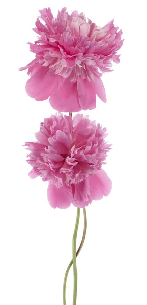 Peony — Stockfoto