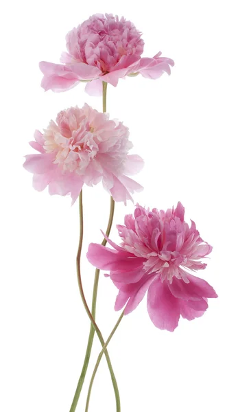 Peony — Stockfoto