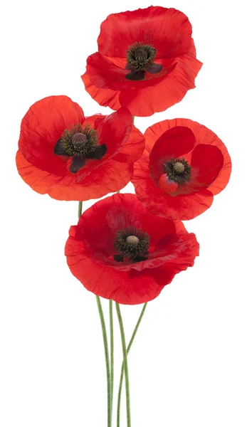 Papaver — Stockfoto