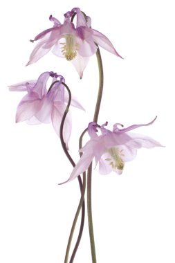 Columbine