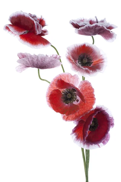 Papaver — Stockfoto