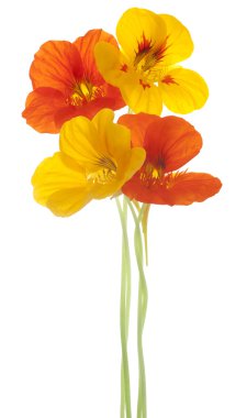 Nasturtium