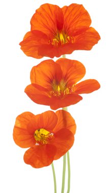 Nasturtium