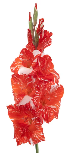 Gladiolus — Stockfoto