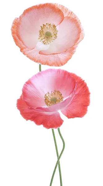 Papaver — Stockfoto