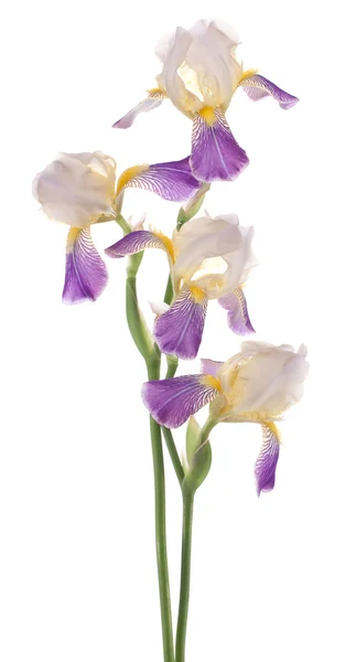 Iris. — Foto Stock