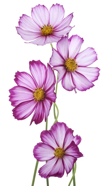 코스모스 꽃 — 스톡 사진