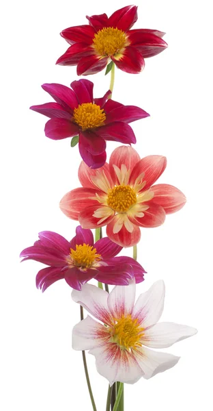 Dahlia. — Foto Stock