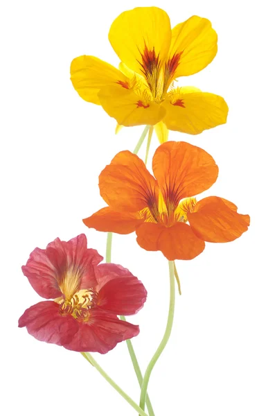 Nasturtium — Stockfoto