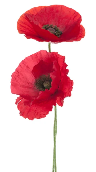 Poppy — Stock Photo, Image