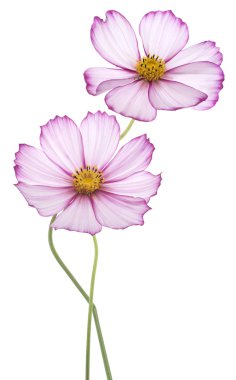 Cosmos çiçek