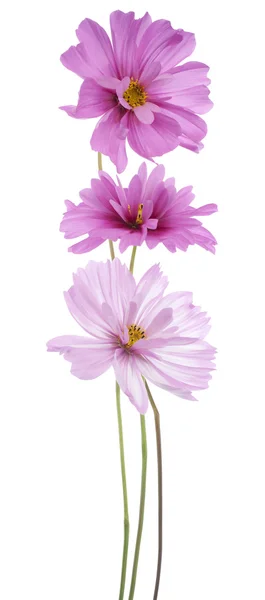 Fiore del cosmo — Foto Stock