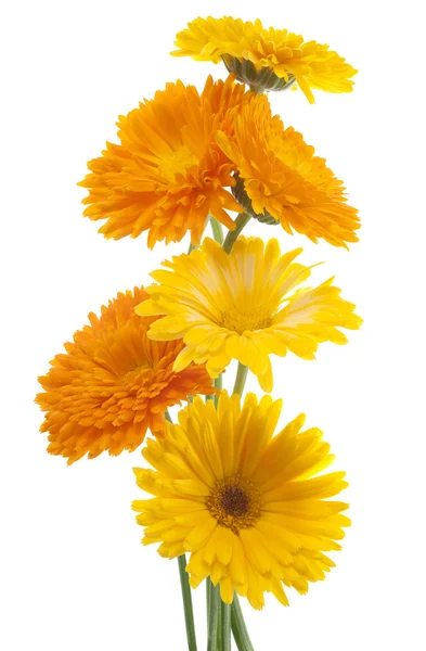 Calendula — Stock Photo, Image