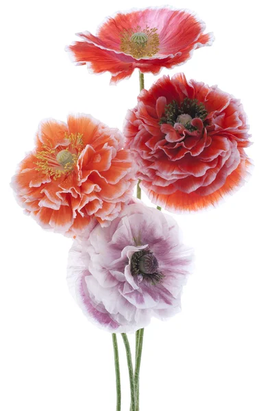 Poppy — Stock Photo, Image