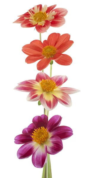 Dahlia. — Foto Stock