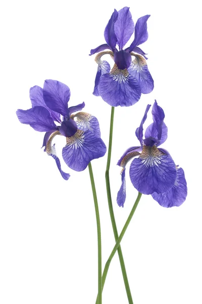 IRIS — Photo