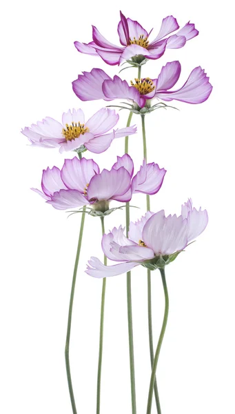 Fiore del cosmo — Foto Stock