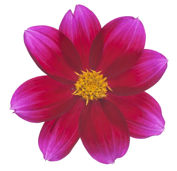 Dahlia. — Foto de Stock