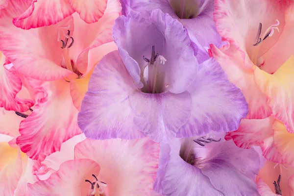 Gladiolus — Fotografie, imagine de stoc