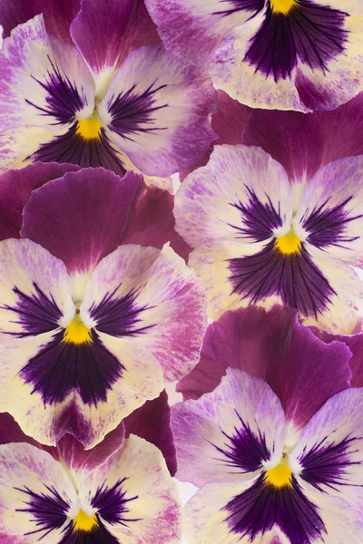 Pansy... — Fotografia de Stock