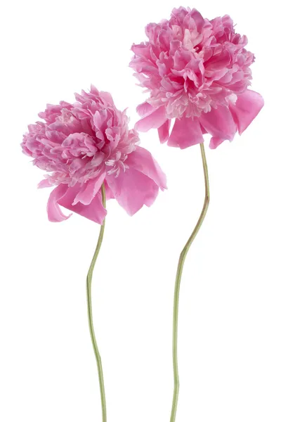 Peony — Stock Photo, Image