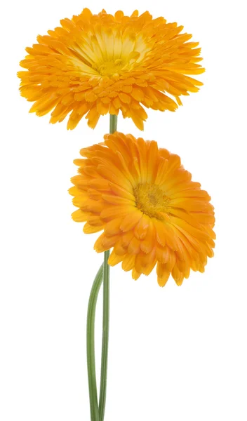 Calendula — Stock Photo, Image