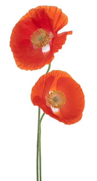 Poppy Royalty Free Stock Images