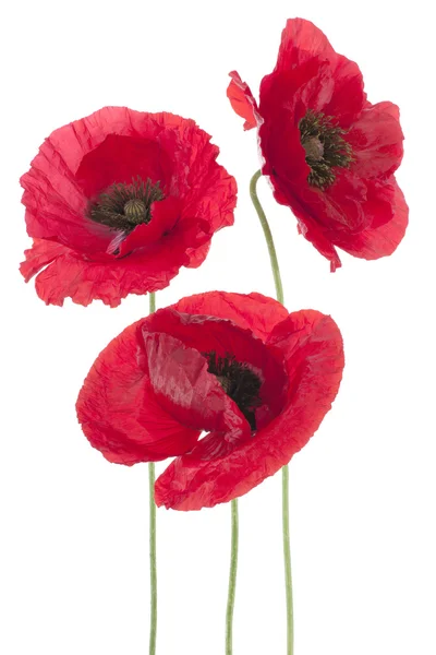 Poppy — Stock Photo, Image