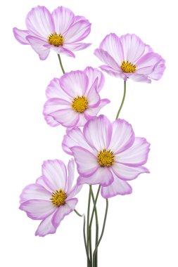 Cosmos çiçek