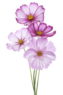 Cosmos çiçek