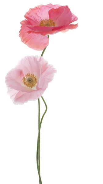 Mohn — Stockfoto