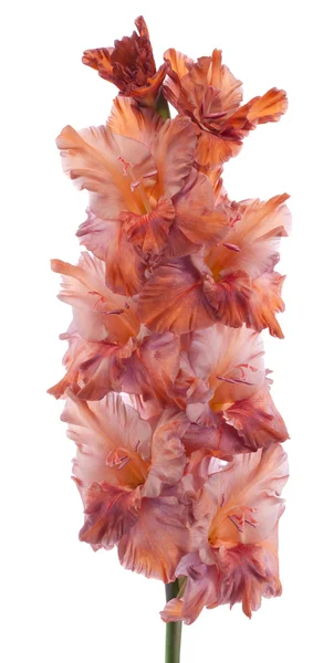 Gladiolus — Stockfoto