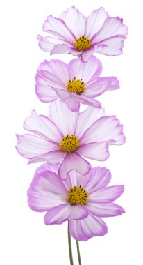 Cosmos çiçek