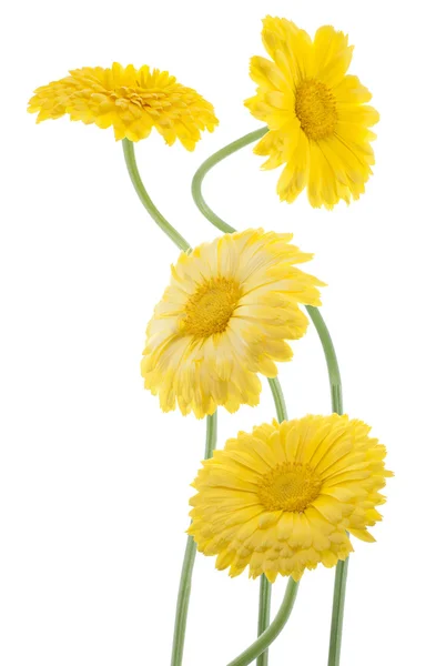 Calendula — Stock Photo, Image