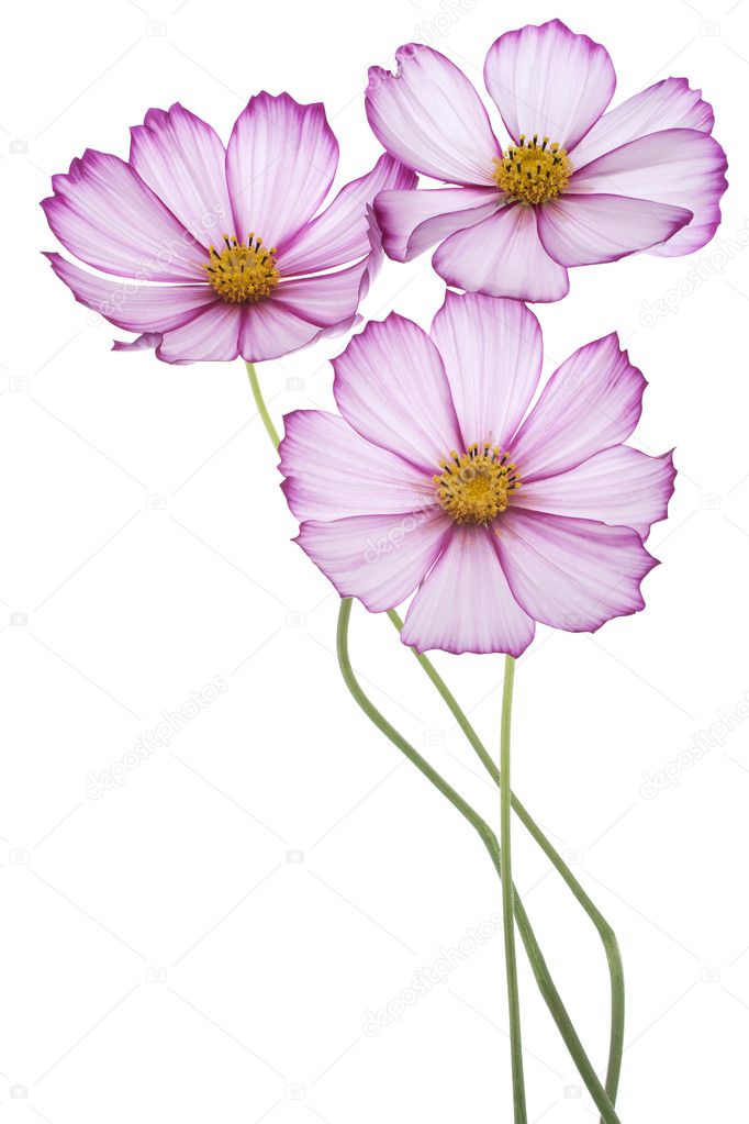 cosmos flower