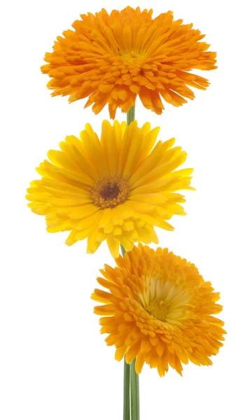 Calendula — Stock Photo, Image