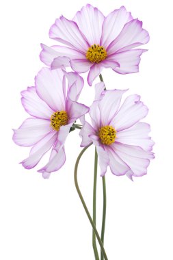 Cosmos çiçek