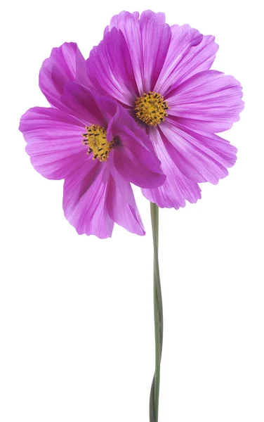 Cosmos flower — Stock Photo, Image